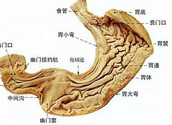 Image result for 胃部