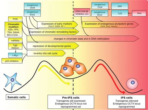 Image result for Gene Expression Reprogramming