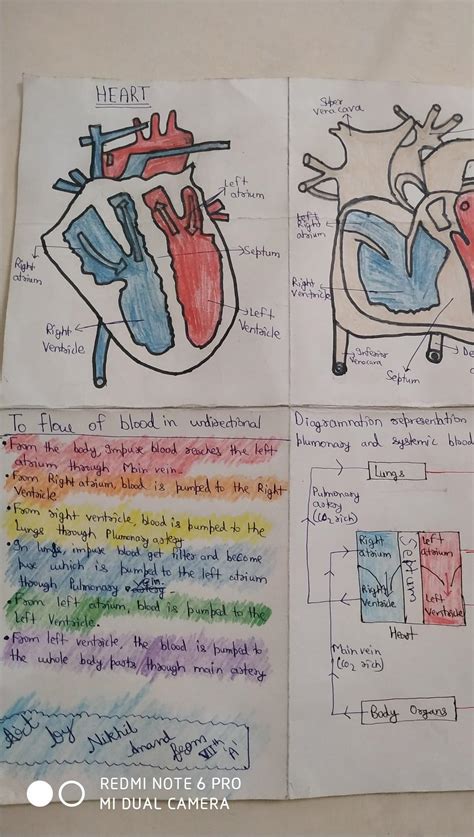 explain the structure of HEART - Brainly.in