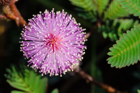 MIMOSA PUDICA - SENSITIVE PLANT | MIMOSA | PREMIER SEEDS DIRECT LTD