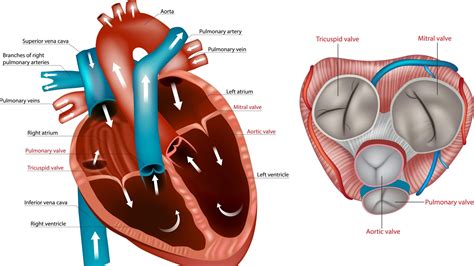 How Serious Is An Ablation Of The Heart at Erwin Marlatt blog