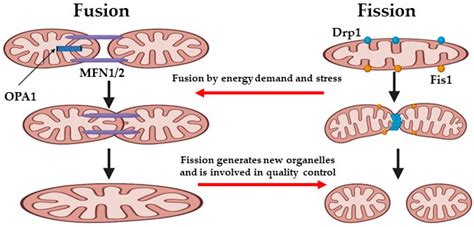 Mitochondrial Dysfunction in Endothelial Cells: A Key Driver of Organ ...