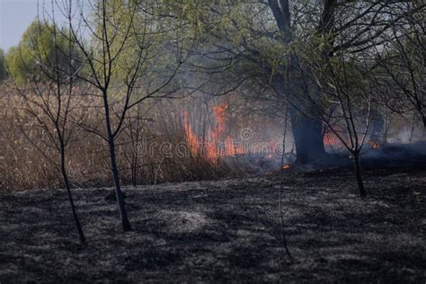 Wildfire of Vegetation in the Vacaresti Park Nature Reserve Stock Photo ...