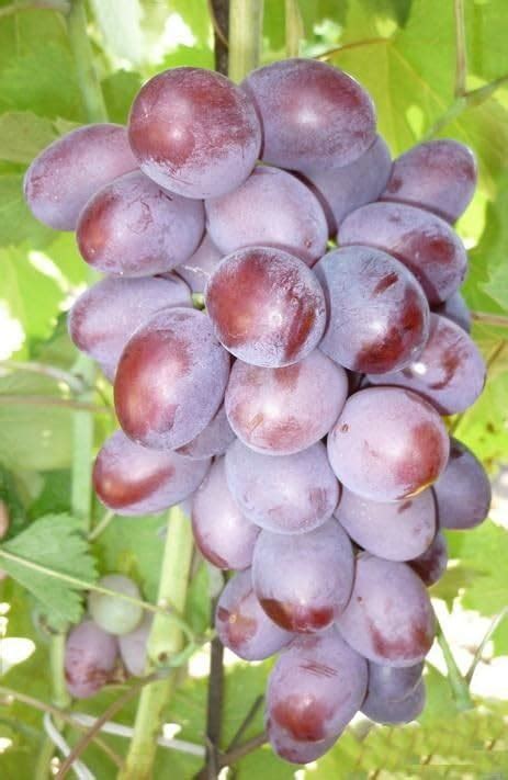Grapes Fruit Plant Hybrid/Angur Fruit Plant (1 Healthy Plant with Poly ...