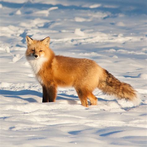Uneasy neighbours: red foxes and arctic foxes in the north - Yukon Wildlife Preserve