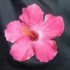 Small plants have ______ stem while big trees have_______ stemIf ...