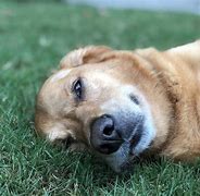 Image result for tuckered