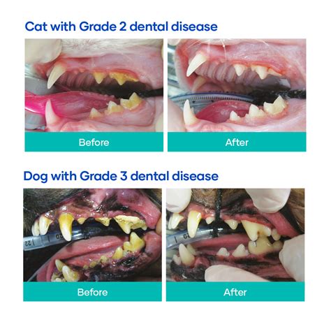 How To Treat Dog Dental Disease At Home at Harry Oloughlin blog