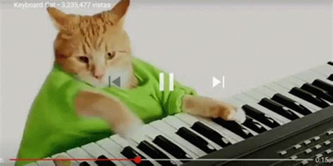 Keyboard Cat GIFs | GIFDB.com