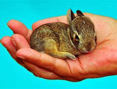 Image result for 3 Baby Rabbit
