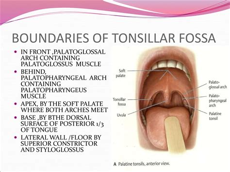 Anatomy Of Tonsil.......................... | PPT