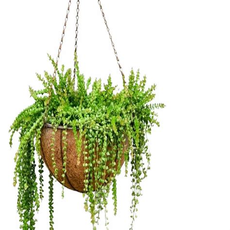Hanging Baskets - Coir Hanging Basket 16 Inch Exporter from Jamnagar