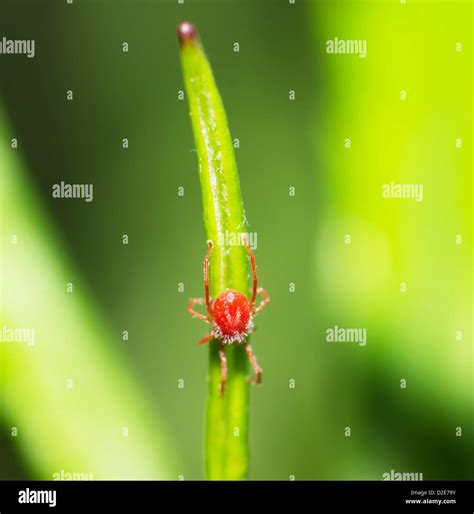 What Happened To The Small Red Spiders at Robbie Lombardo blog