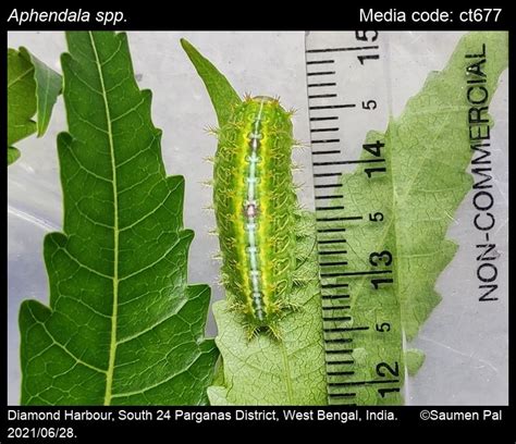 Aphendala spp. | Moths