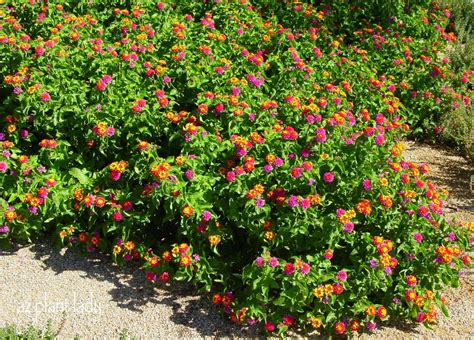 Lantanas are also great for re-creating the English garden look in ...