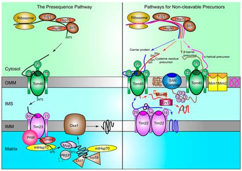 Failure to Guard: Mitochondrial Protein Quality Control in Cancer