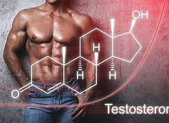 testosterone 的图像结果