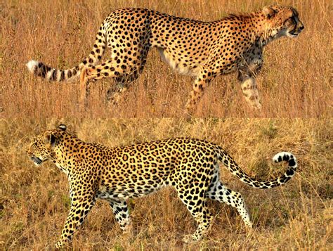 Cheetah vs. Leopard -- two gorgeous cats we recently saw on safari ...