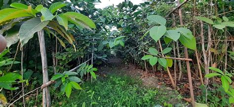 Mumbai: BMC to plant 139 types of trees in Marol urban forest
