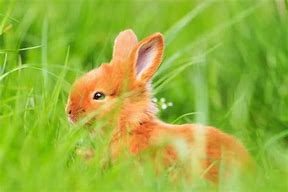 Image result for Spring Rabbit Cartron