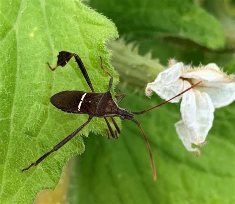How to Identify and Control Leaf-footed Bugs - Okra In My Garden