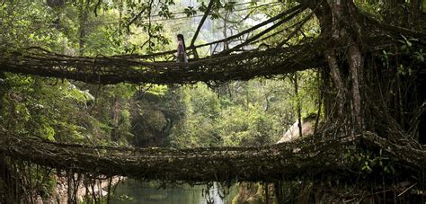 Explore the living root bridges of Meghalaya!