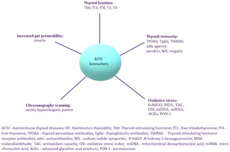 Autoimmunity, New Potential Biomarkers and the Thyroid Gland—The Perspective of Hashimoto’s ... - new treatments for hashimoto's thyroiditis