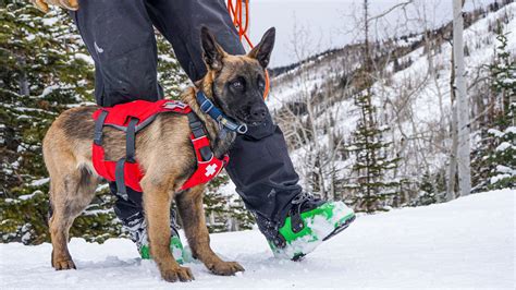 Avalanche Rescue Dogs - What a great example of Safety!