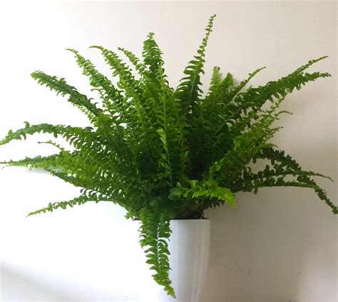 Large Boston Fern (Nephrolepis exaltata) in 6 | Hanging plants, House ...