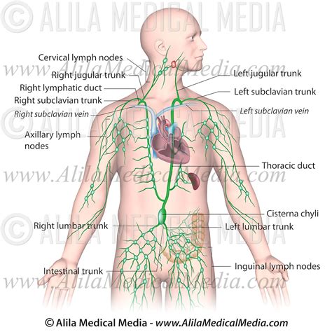 Image result for Lymph Trunk Function