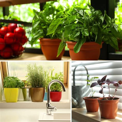 Basil Care In Pots at Michelle Owen blog