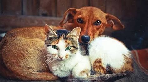 Petition · Save stray animals. They are the loveliest of all. · Change.org