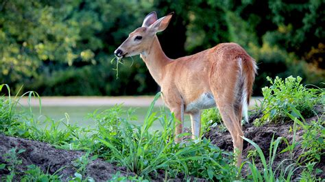 How to Protect Your Plants From Deer