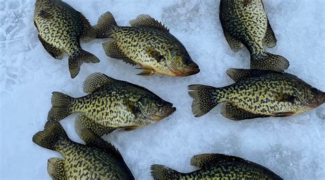 GEIGER'S TRAILS END RESORT (Deer River) - Campground Reviews & Photos ...