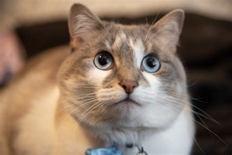 Oceanside Veterinary Hospital Gallery | Vet In Seaview, WA 98644