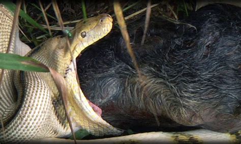 Python Eats Human Baby 的图像结果