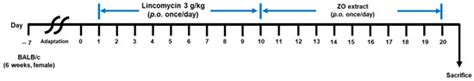 Ameliorative Effects of Zingiber officinale Rosc on Antibiotic ...