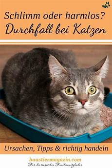 katze durchfall und erbrechen meine katze hat durchfall und was tun katze katze durchfall und erbrechen meine katze hat durchfall und was tun katze