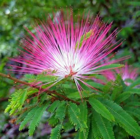 Calliandra Eriophylla, Pink Fairy Duster, 10 Seeds, Fluffy Pink Blooms ...