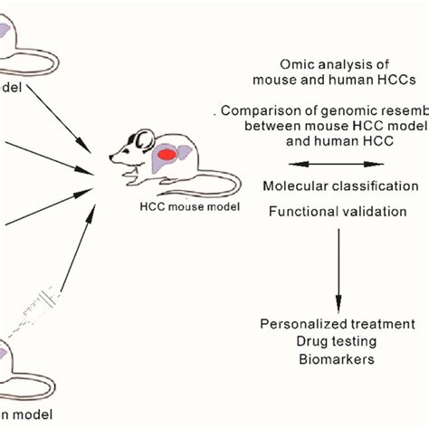Image result for Mouse Model Reference