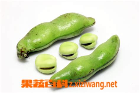 青蚕豆的功效与作用_蚕豆_做法,功效与作用,营养价值z.xiziwang.net