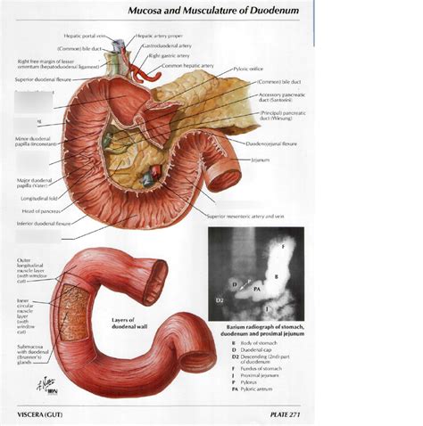 Duodenum Definition 的图像结果