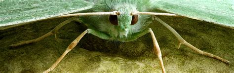 Download wallpaper Butterfly, insect, Moth, section macro in resolution ...