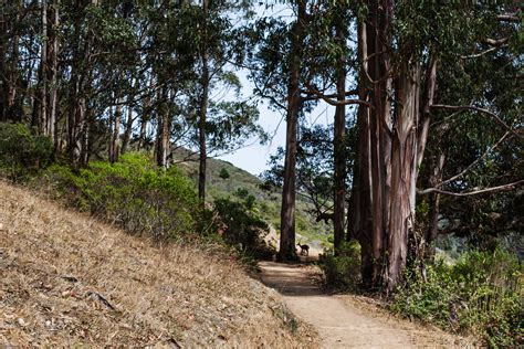sending postcards: San Pedro Valley Park | Pacifica
