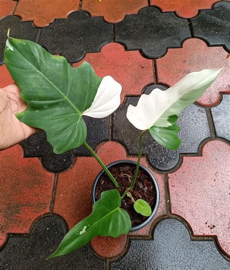 Philodendron Golden Dragon Variegated: Buy Plant Online In India ...