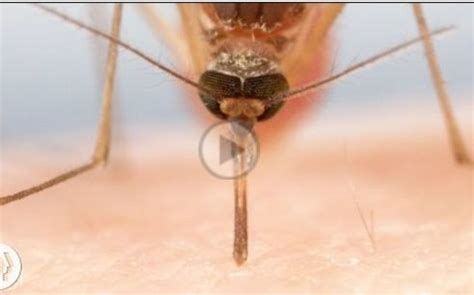 蚊子完成一次吸血的过程是怎样的？需要多长时间？ - 知乎