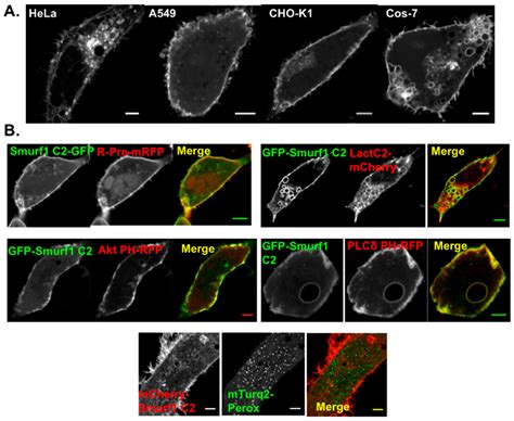 Molecular Analysis of Membrane Targeting by the C2 Domain of the E3 ...