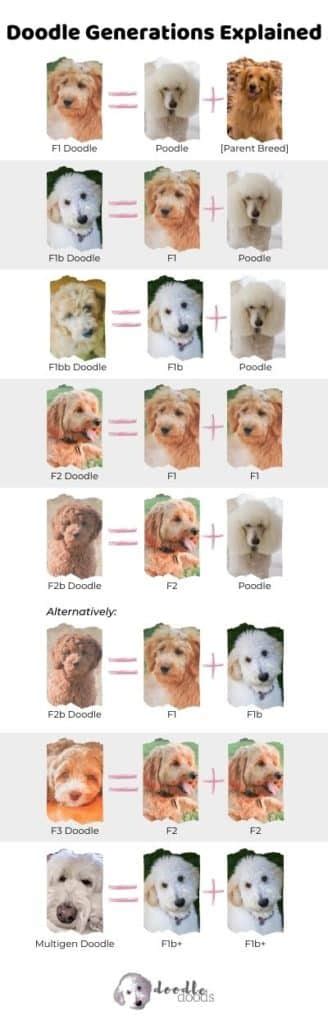 Cockapoo Size Chart for Maxi, Miniature, Toy, and Teacup Cockapoos