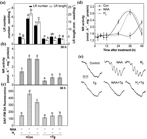 Hydrogen Gas Is Involved in Auxin-Induced Lateral Root Formation by ...