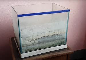 Image result for External Fish Filter Calcium Buildup